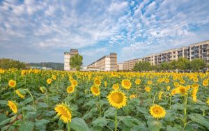 安徽485分左右的考生可以报考哪些公办本科大学? 2024年一共录取35所大学